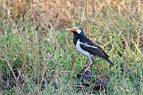 Asian Pied Starling